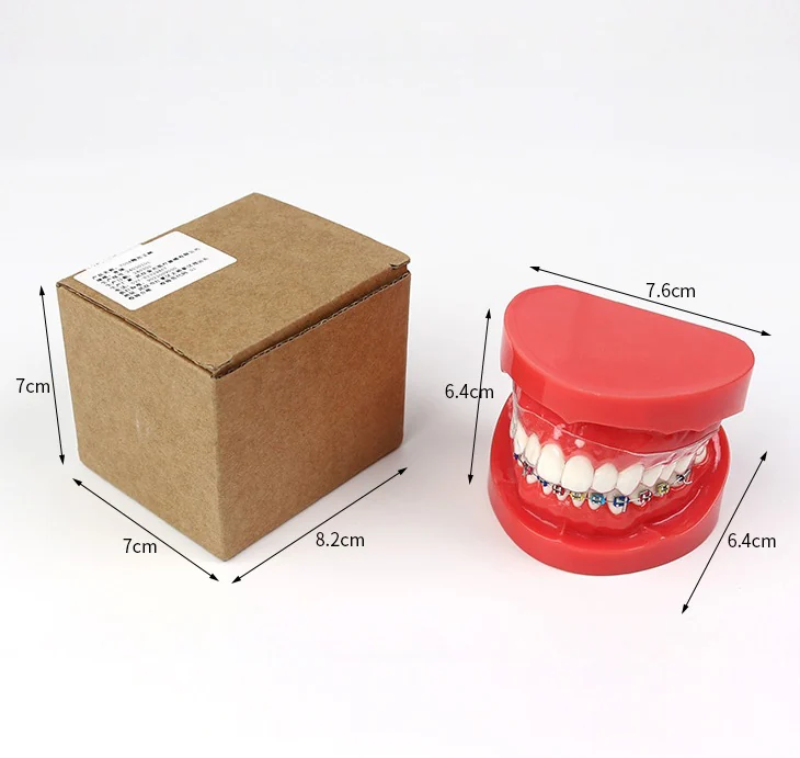 TJ-7004 dental teaching model photo