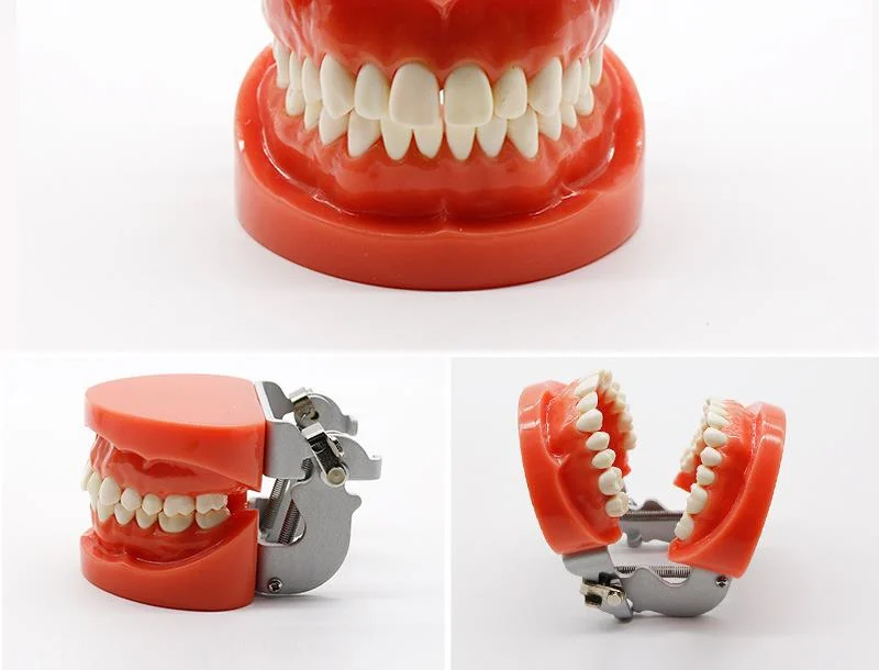 TJ-A1 dental teaching model photo