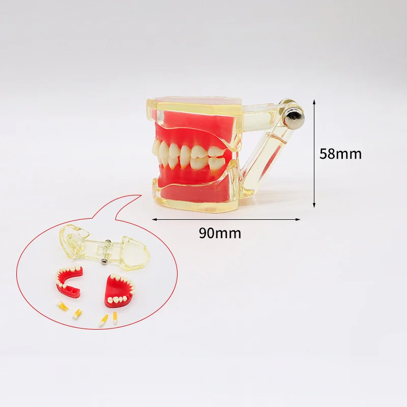 TJ-A15 dental teaching model photo
