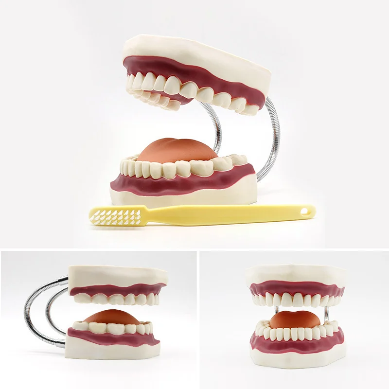 TJ-A6-1 dental teaching model photo
