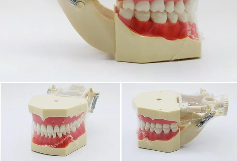 TJ-A7SF dental teaching model photo