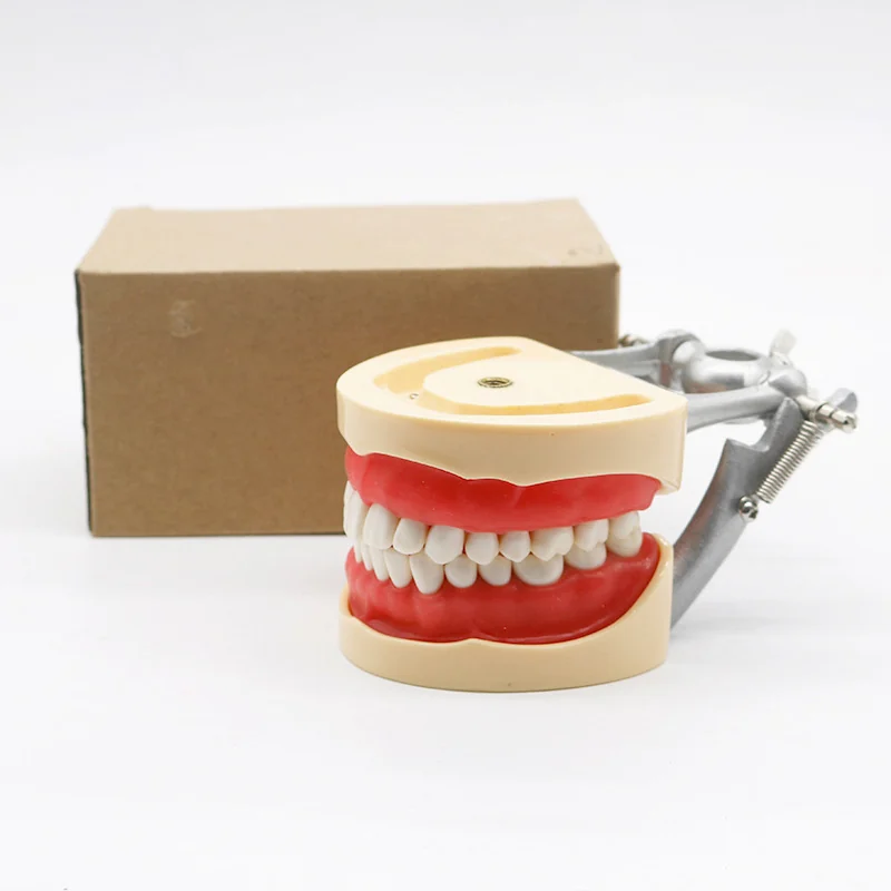 TJ-A8 dental teaching model photo