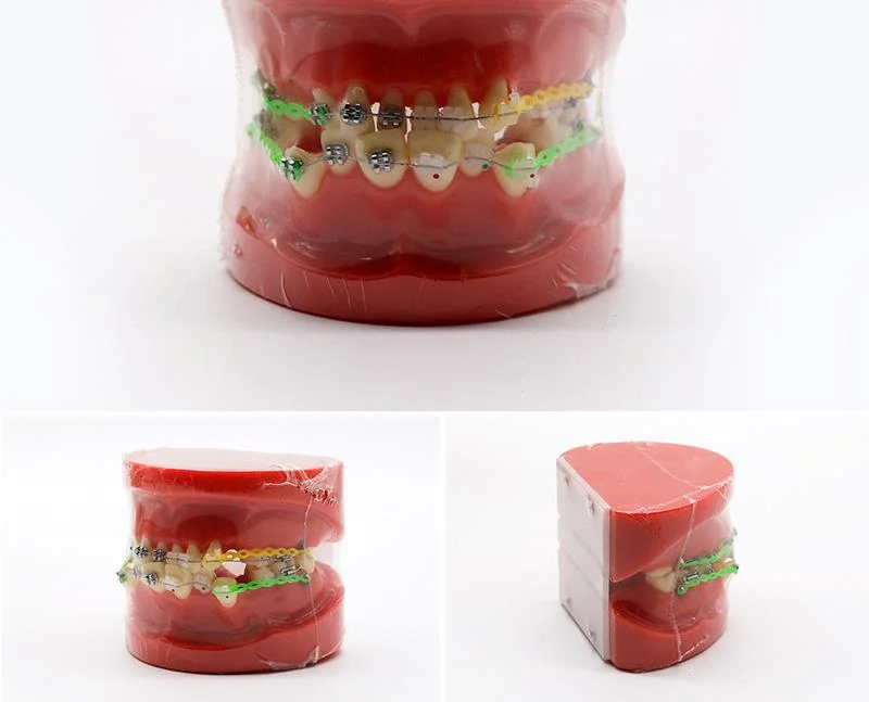 TJ-B1-02 dental teaching model photo
