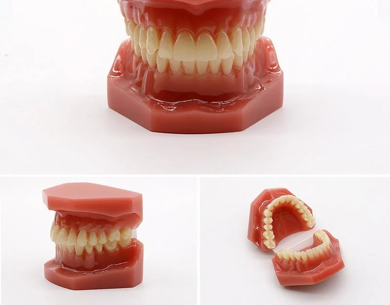 TJ-B6-04 dental teaching model photo