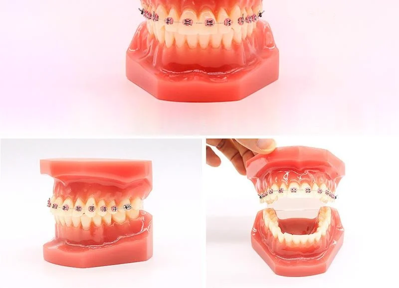 TJ-B6 dental teaching model photo