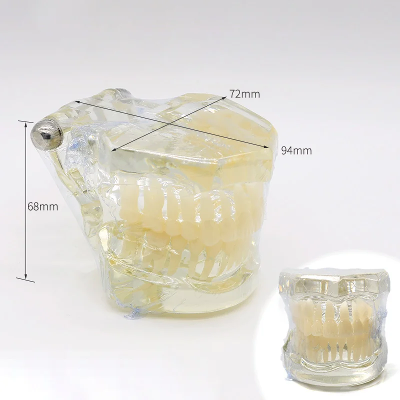 TJ-B7 dental teaching model photo