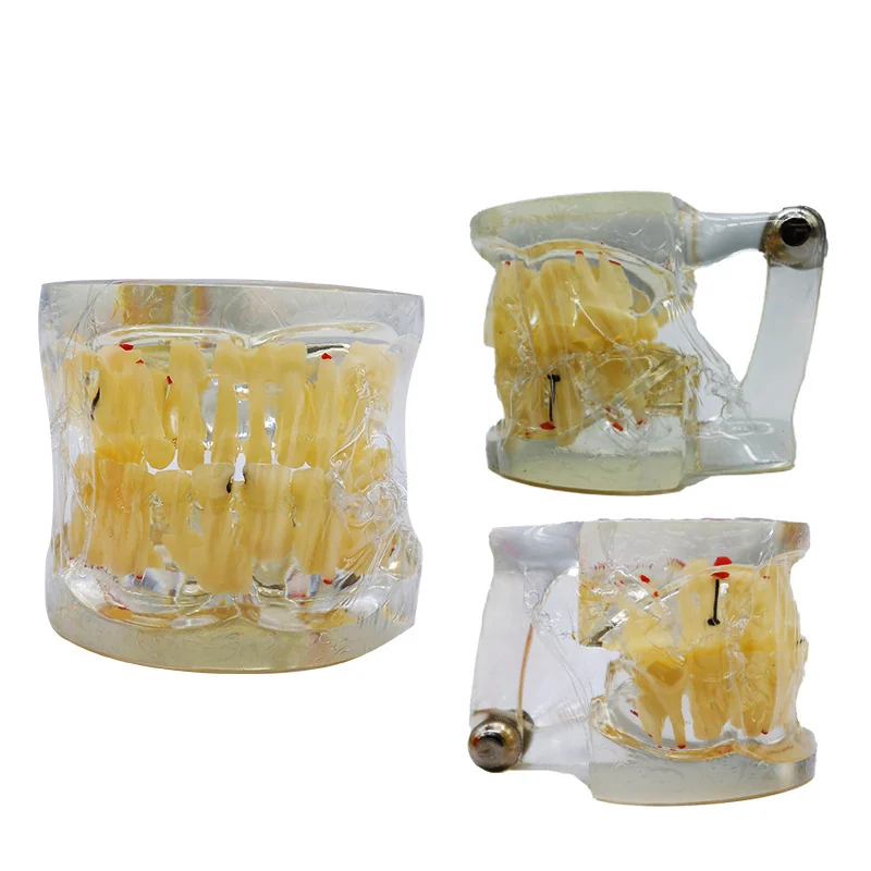 TJ-C12 dental teaching model photo