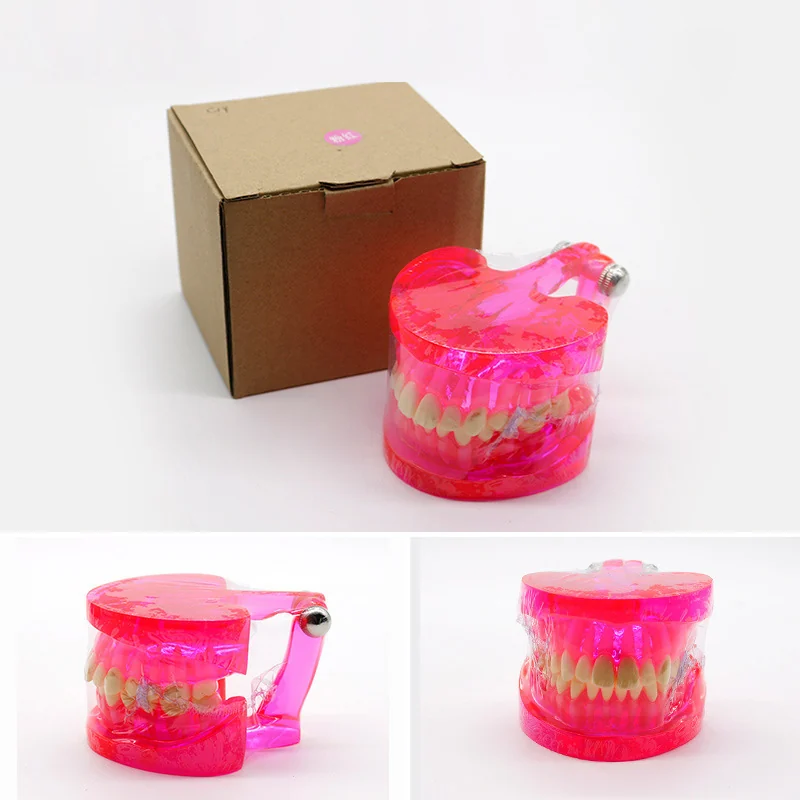TJ-C14-1 dental teaching model photo