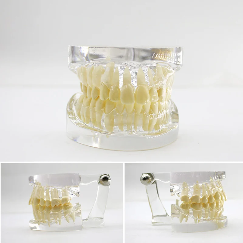 TJ-C14-2 dental teaching model photo