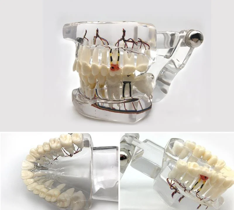 TJ-C15-01 dental teaching model photo