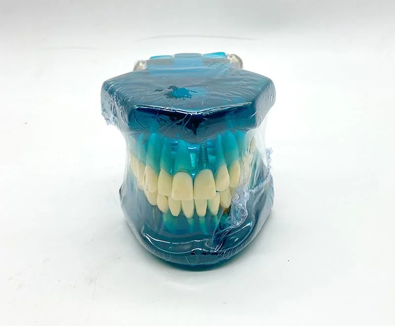 TJ-C15-02 dental teaching model photo