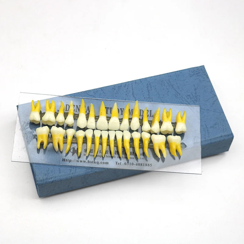 TJ-D1 dental teaching model photo