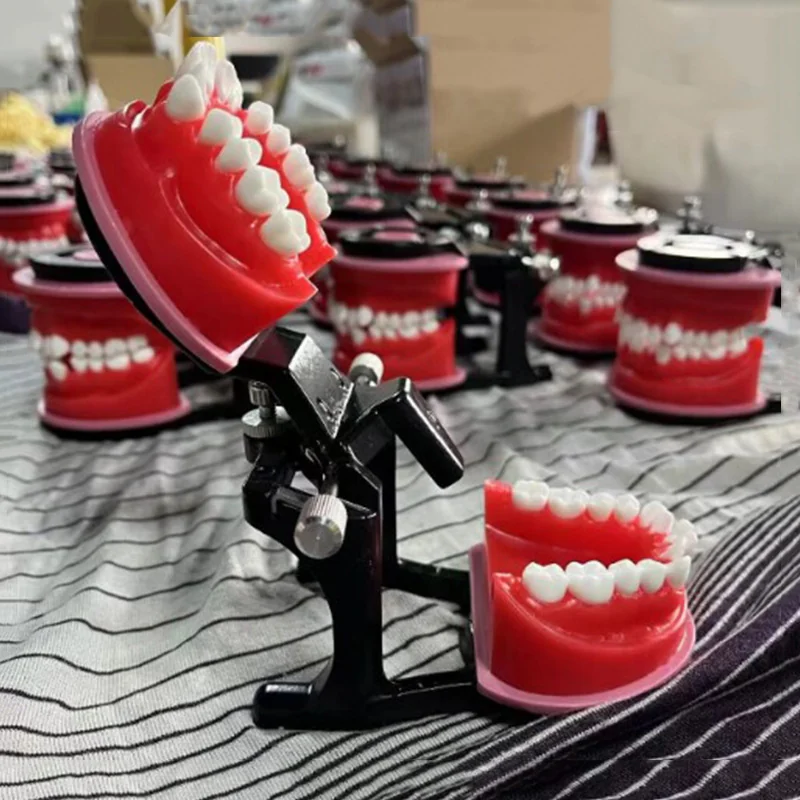 TJ-H21 dental teaching model photo