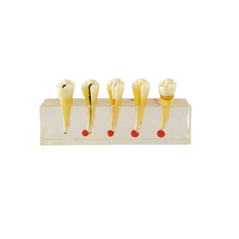 TJ-M5 dental teaching model photo