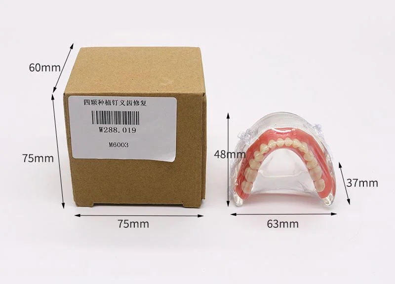 TJ-M6003 dental teaching model photo