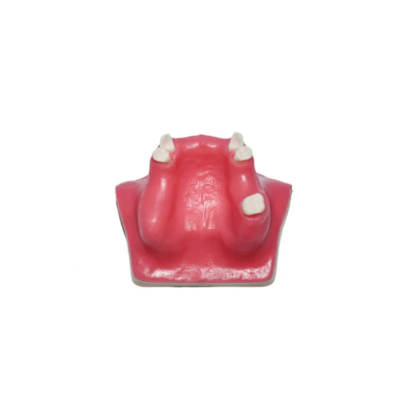 TJ-QS dental teaching model photo