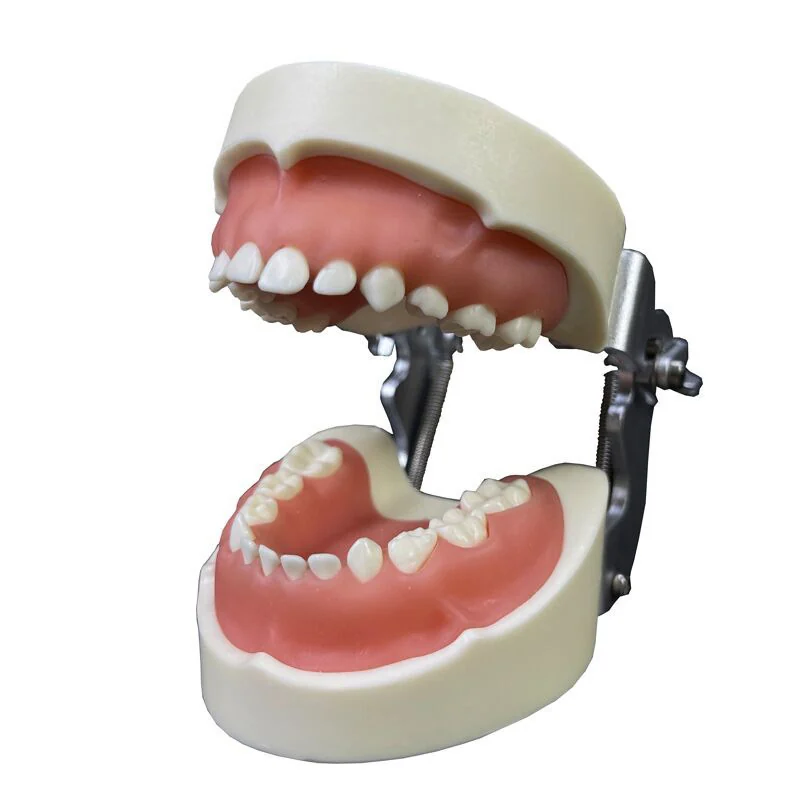 TJ-RY24 dental teaching model photo
