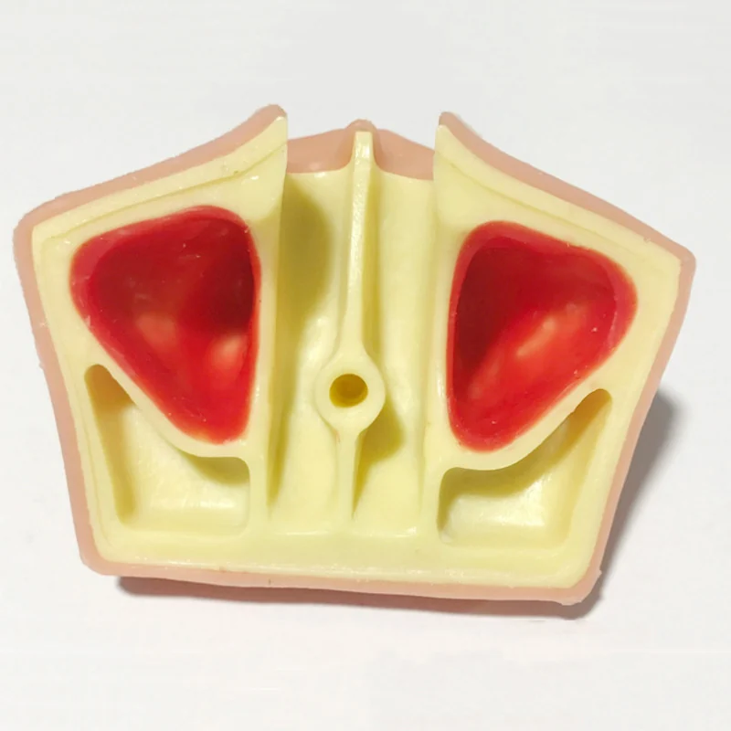 TJ-SA dental teaching model photo