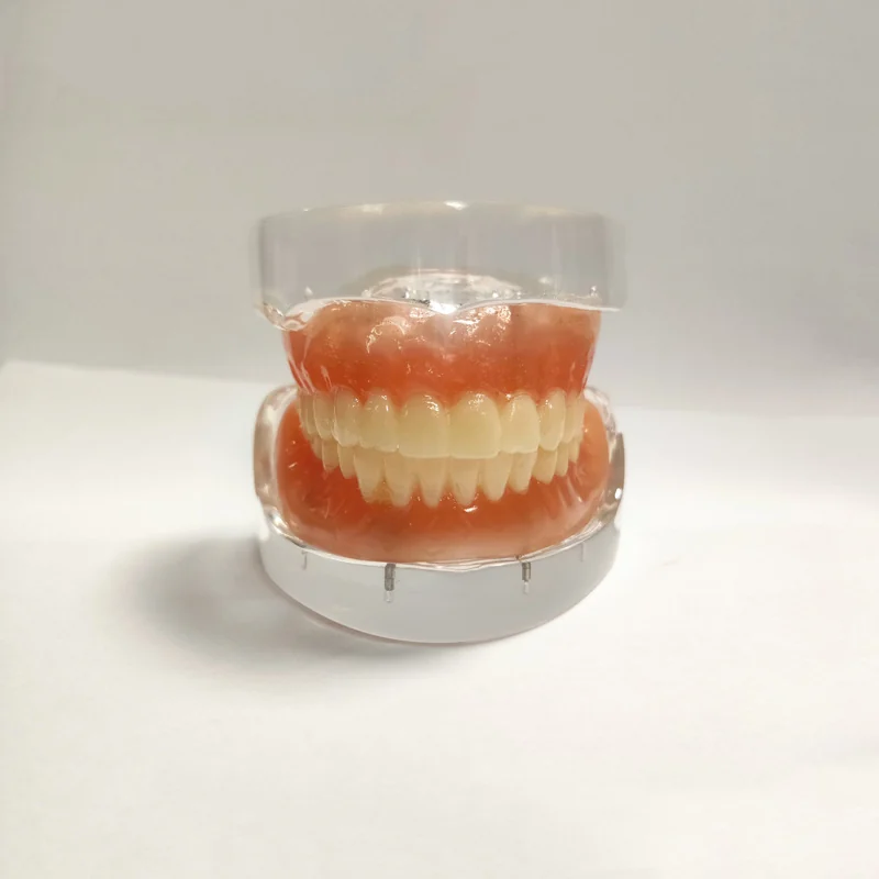TJ-T21-2 dental teaching model photo