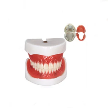 TJ-T21 dental teaching model photo