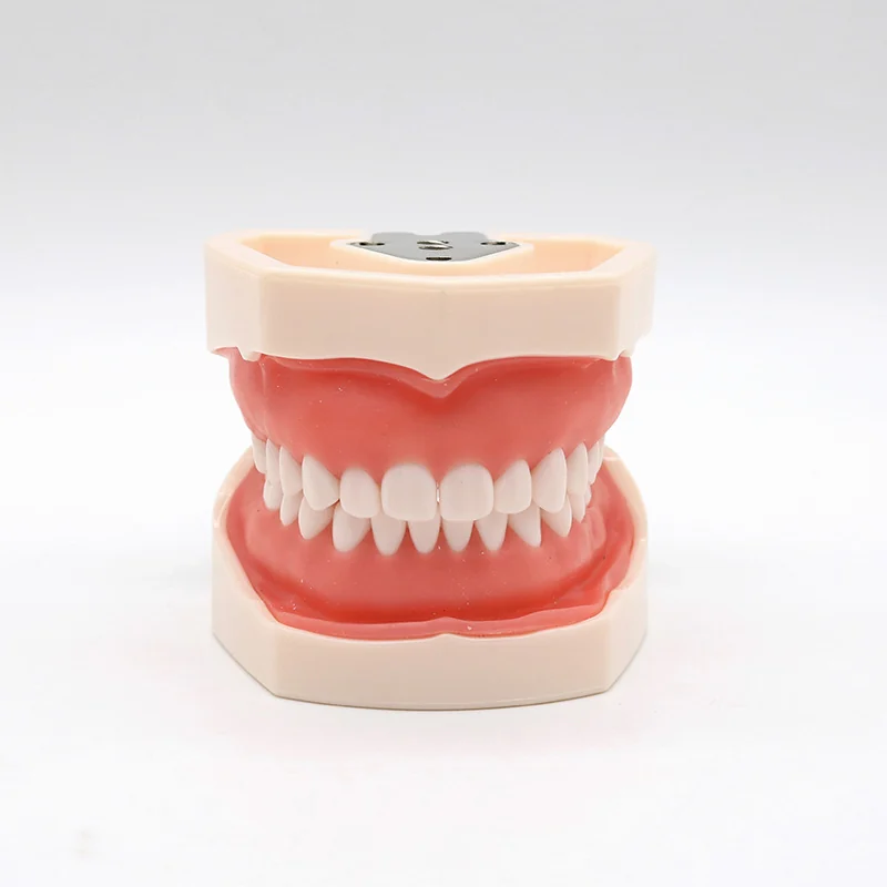 TJ-T28 dental teaching model photo