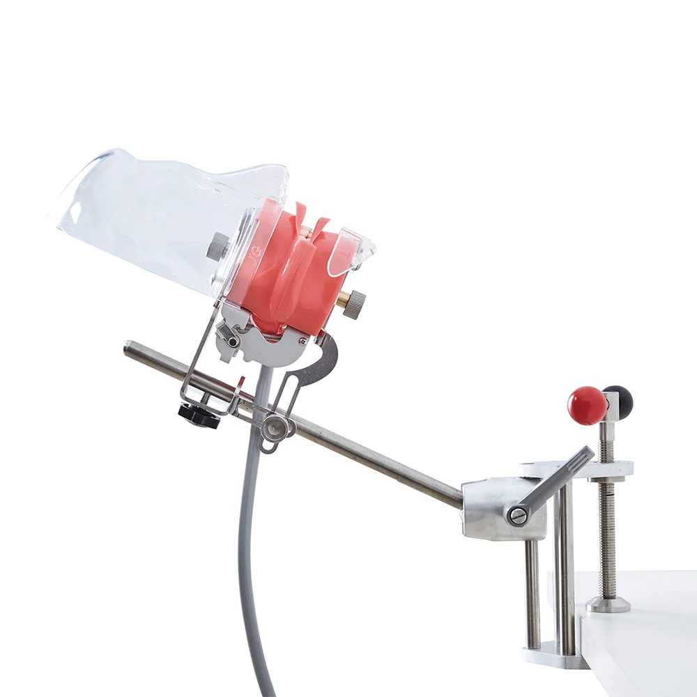 Dental teaching model mounted on an adjustable support for practical training